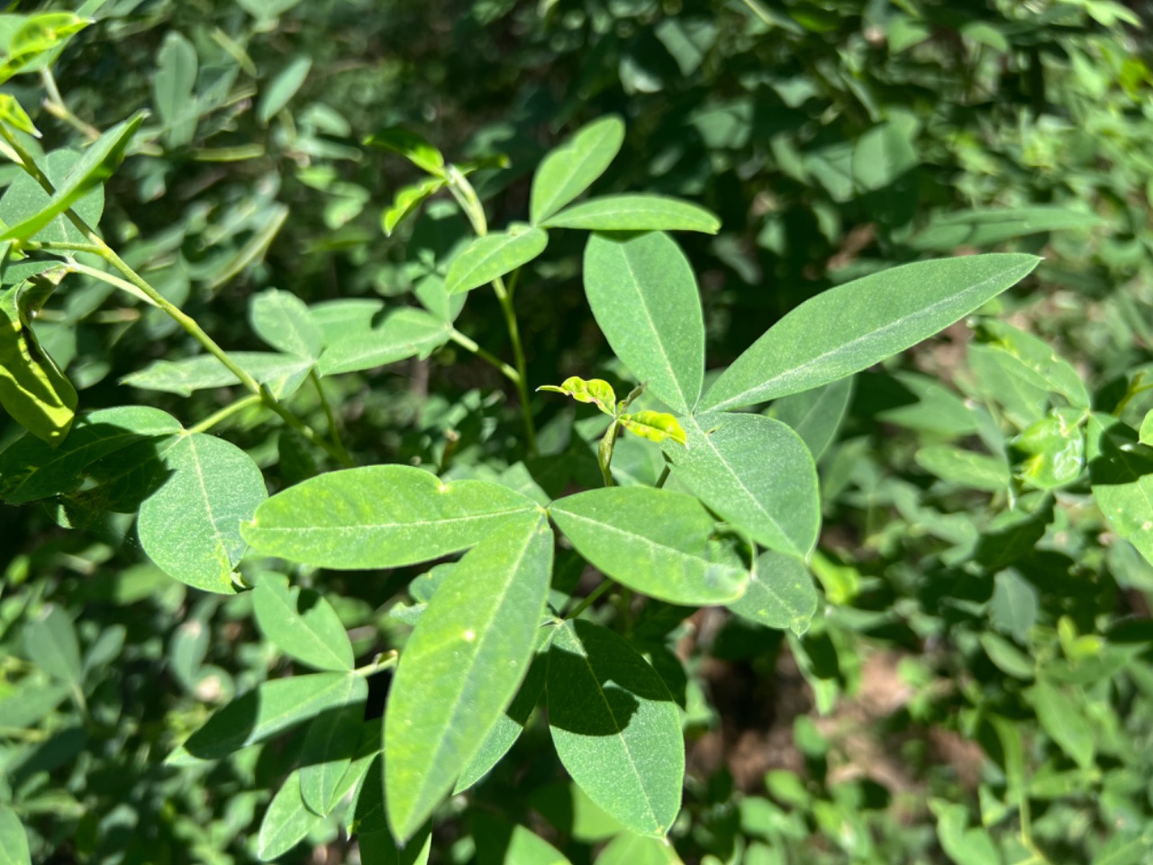 Anagyris foetida