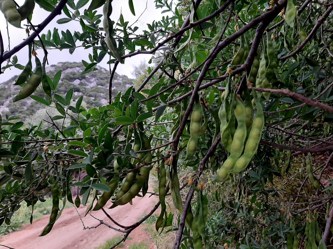 Anagyris foetida