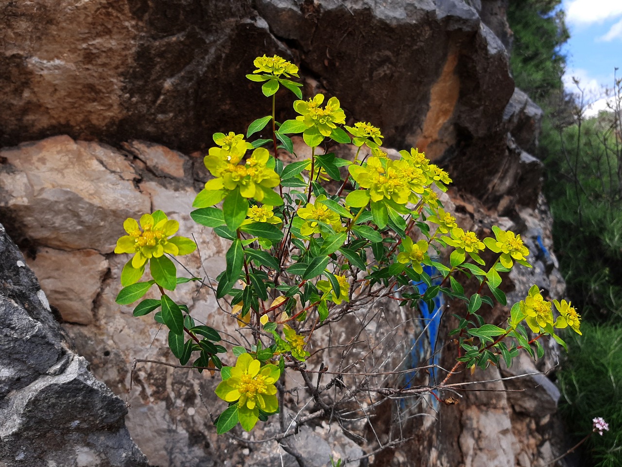 Euphorbia hierosolymitana