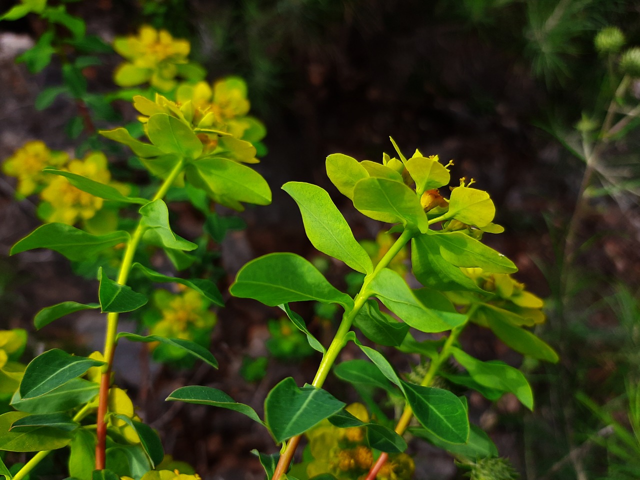 Euphorbia hierosolymitana