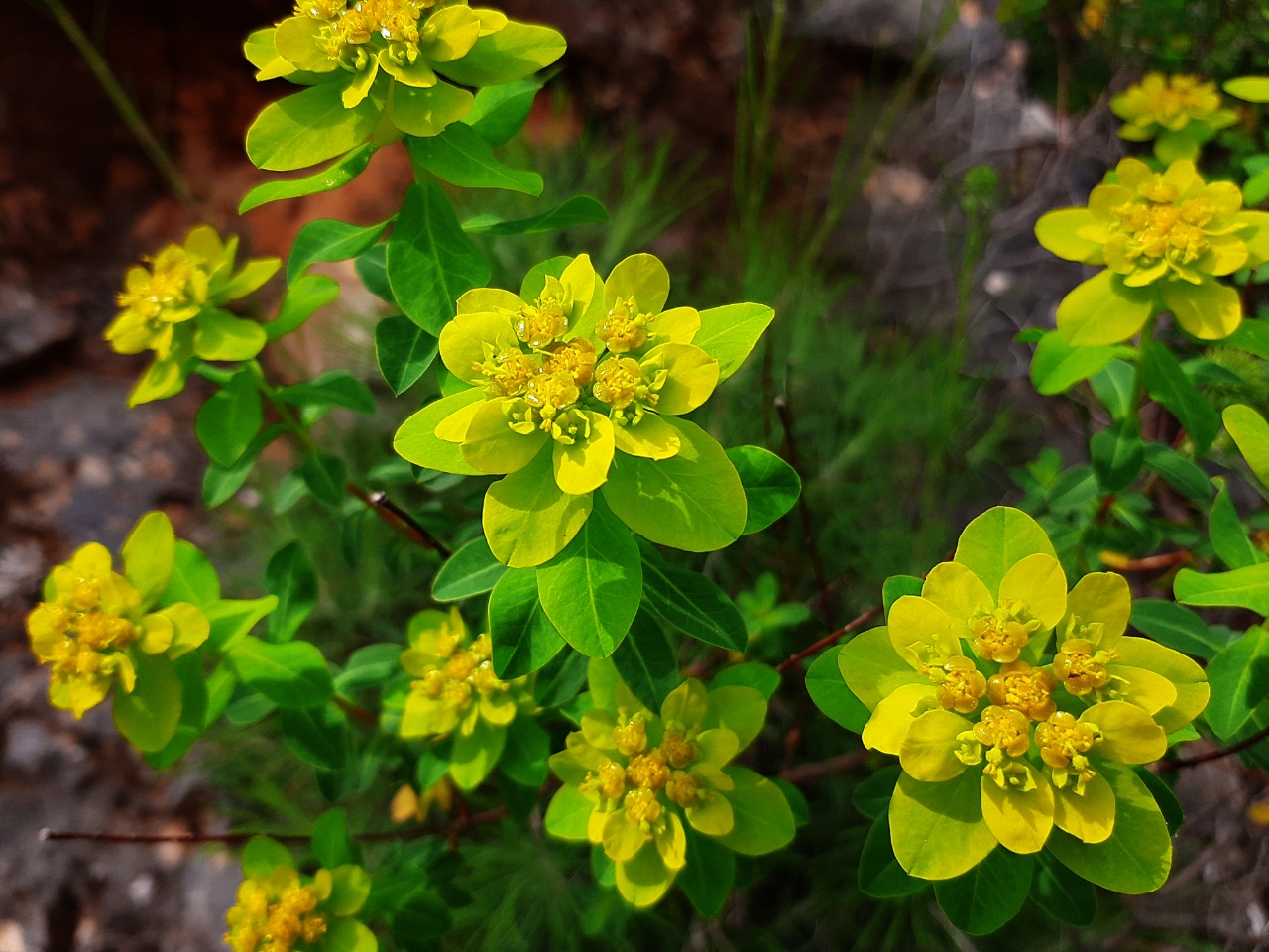 Euphorbia hierosolymitana