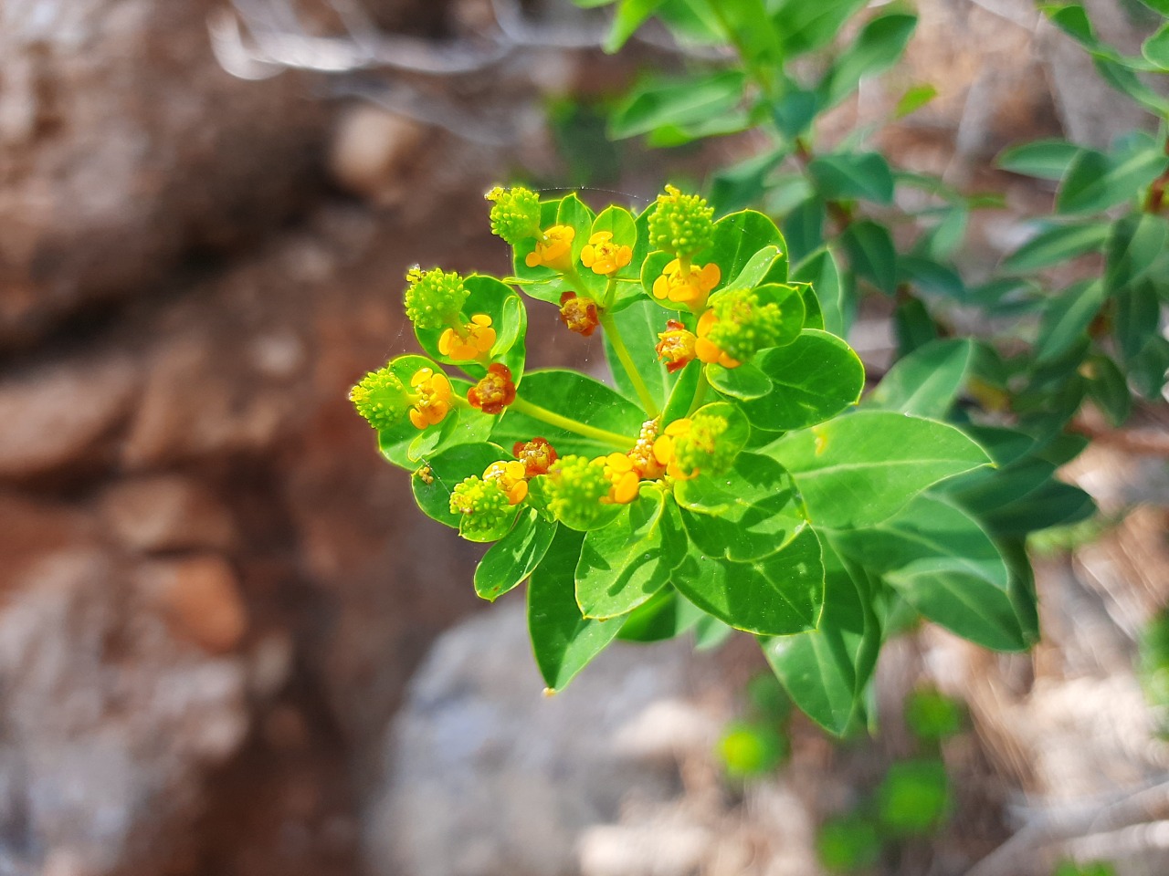 Euphorbia hierosolymitana
