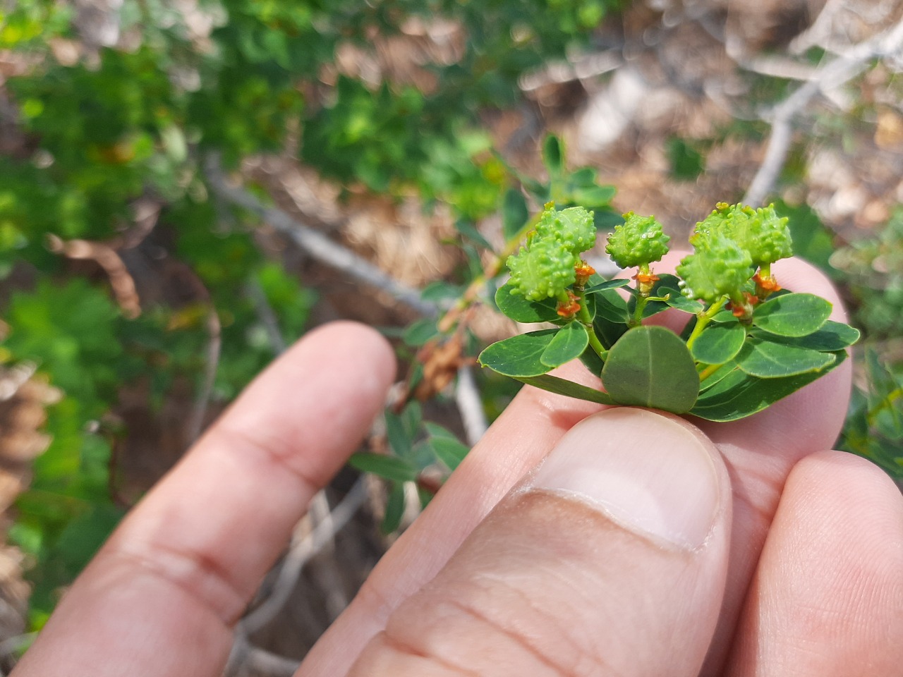 Euphorbia hierosolymitana