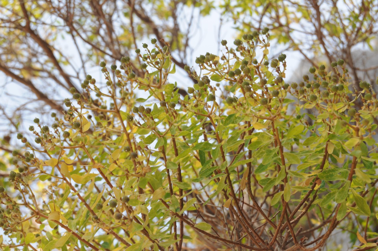 Euphorbia hierosolymitana