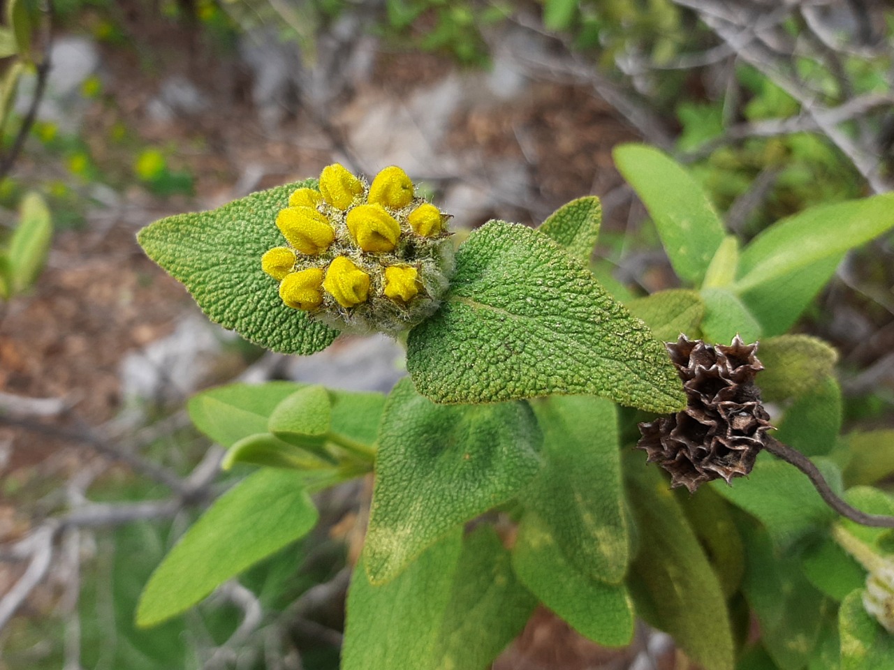 Phlomis lycia