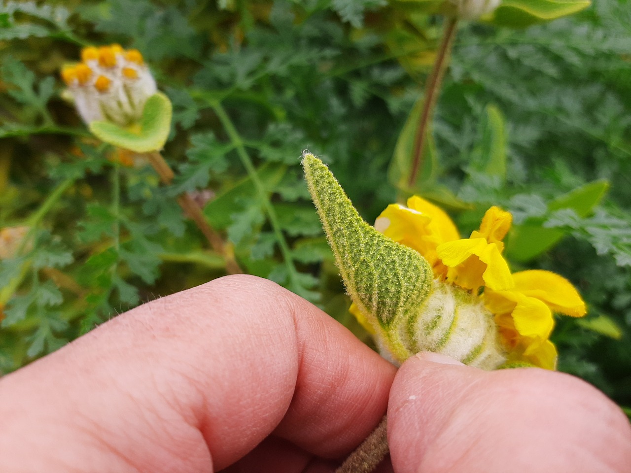 Phlomis lycia