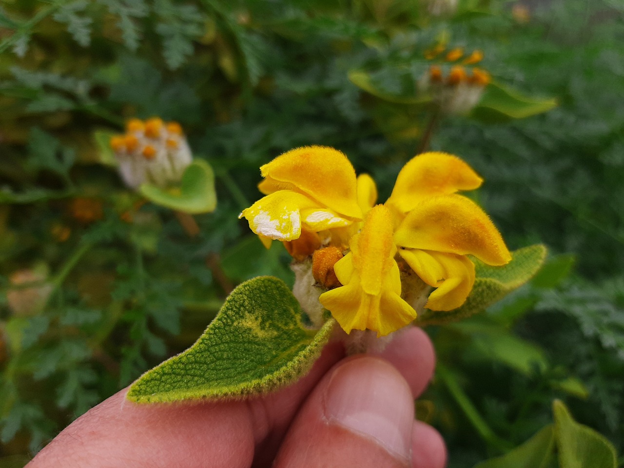 Phlomis lycia