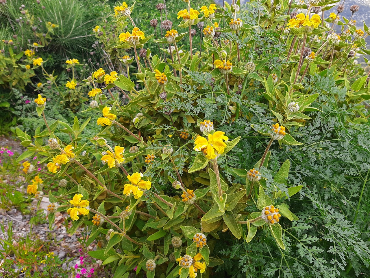 Phlomis lycia