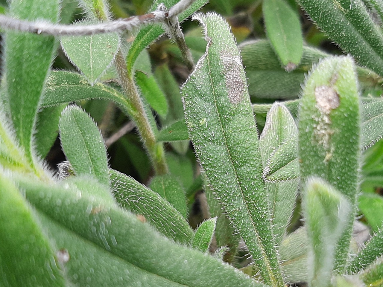 Onosma frutescens