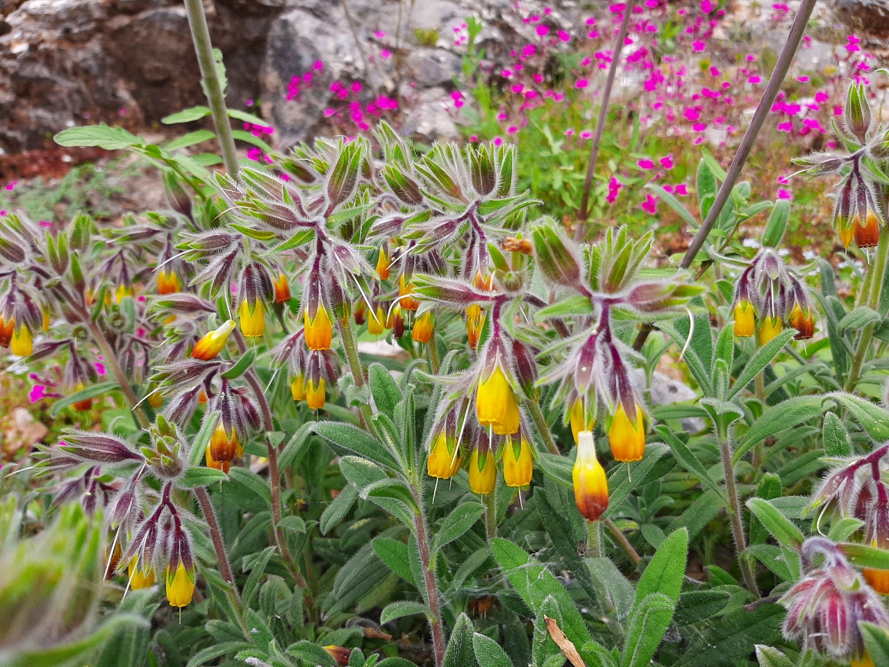 Onosma frutescens