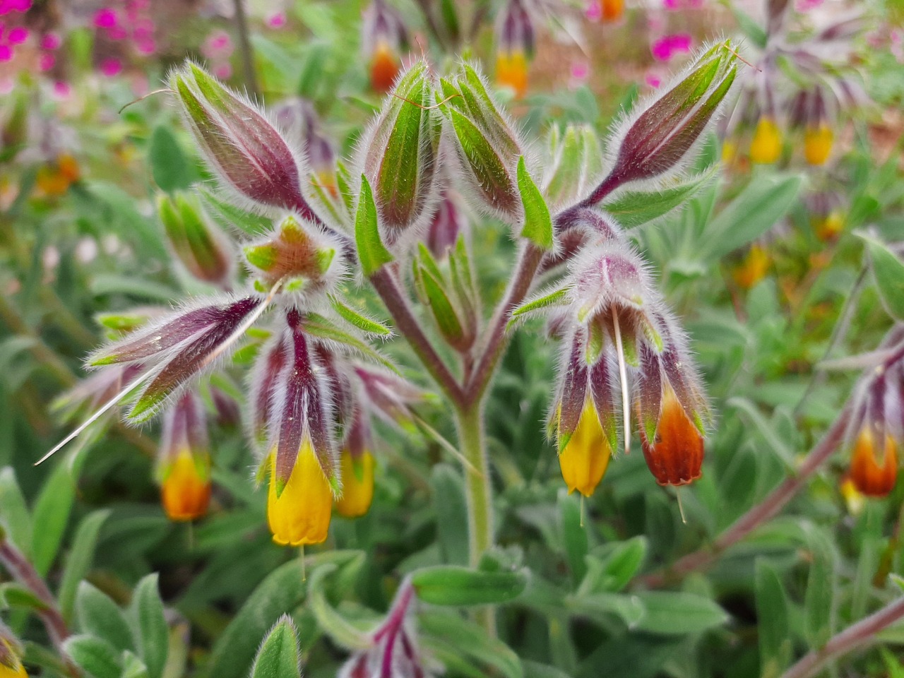 Onosma frutescens