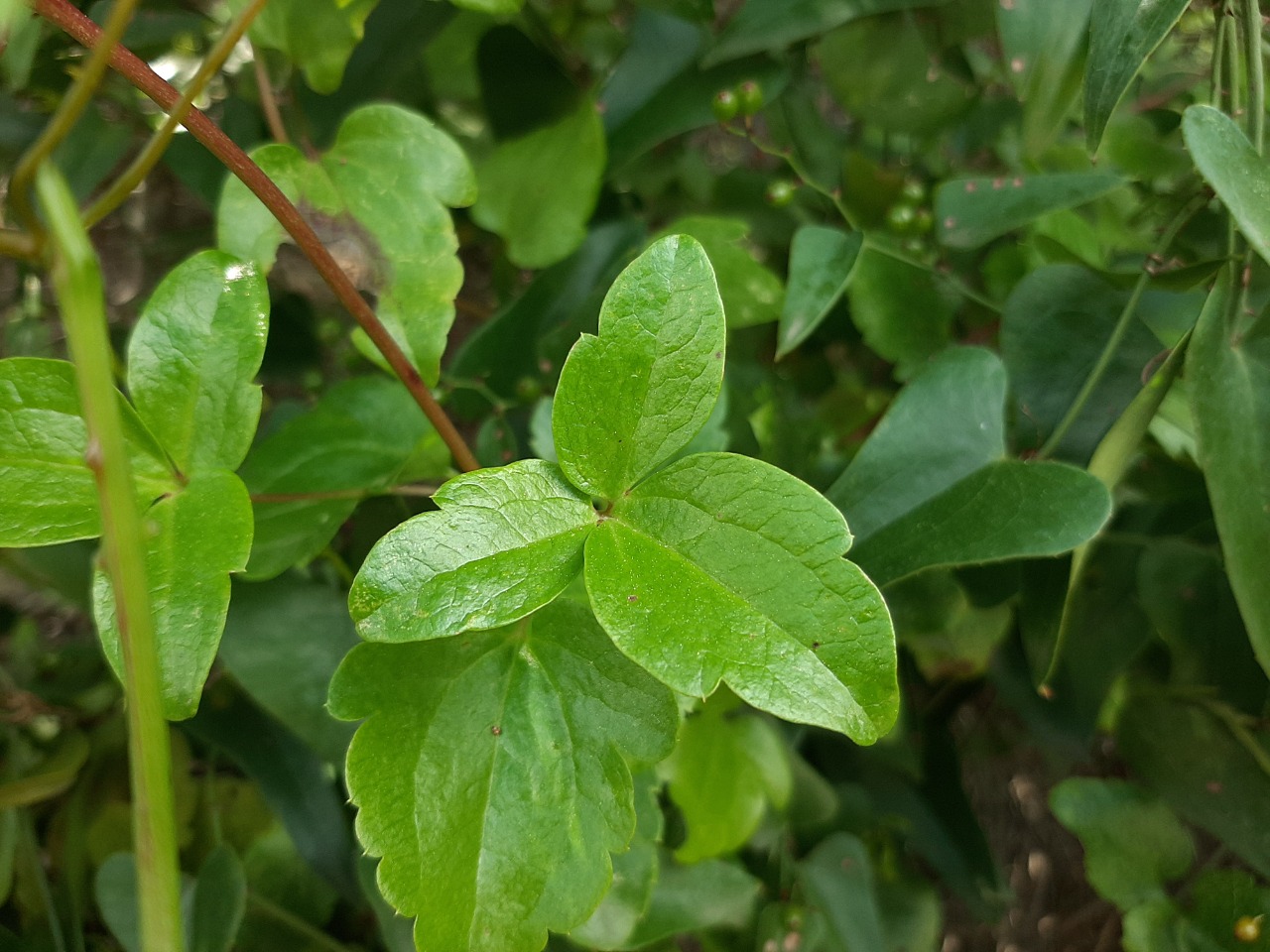 Clematis flammula