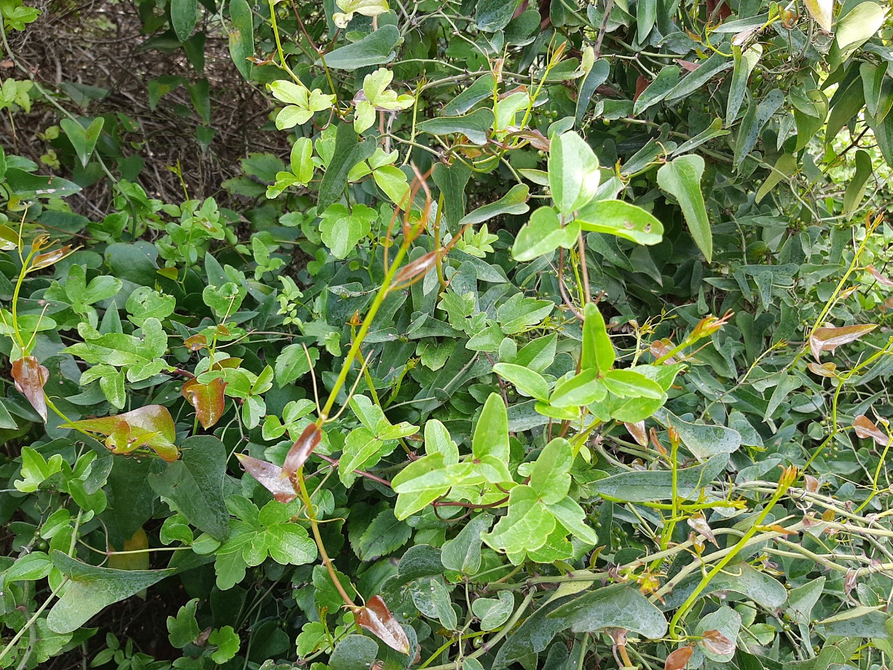 Clematis flammula