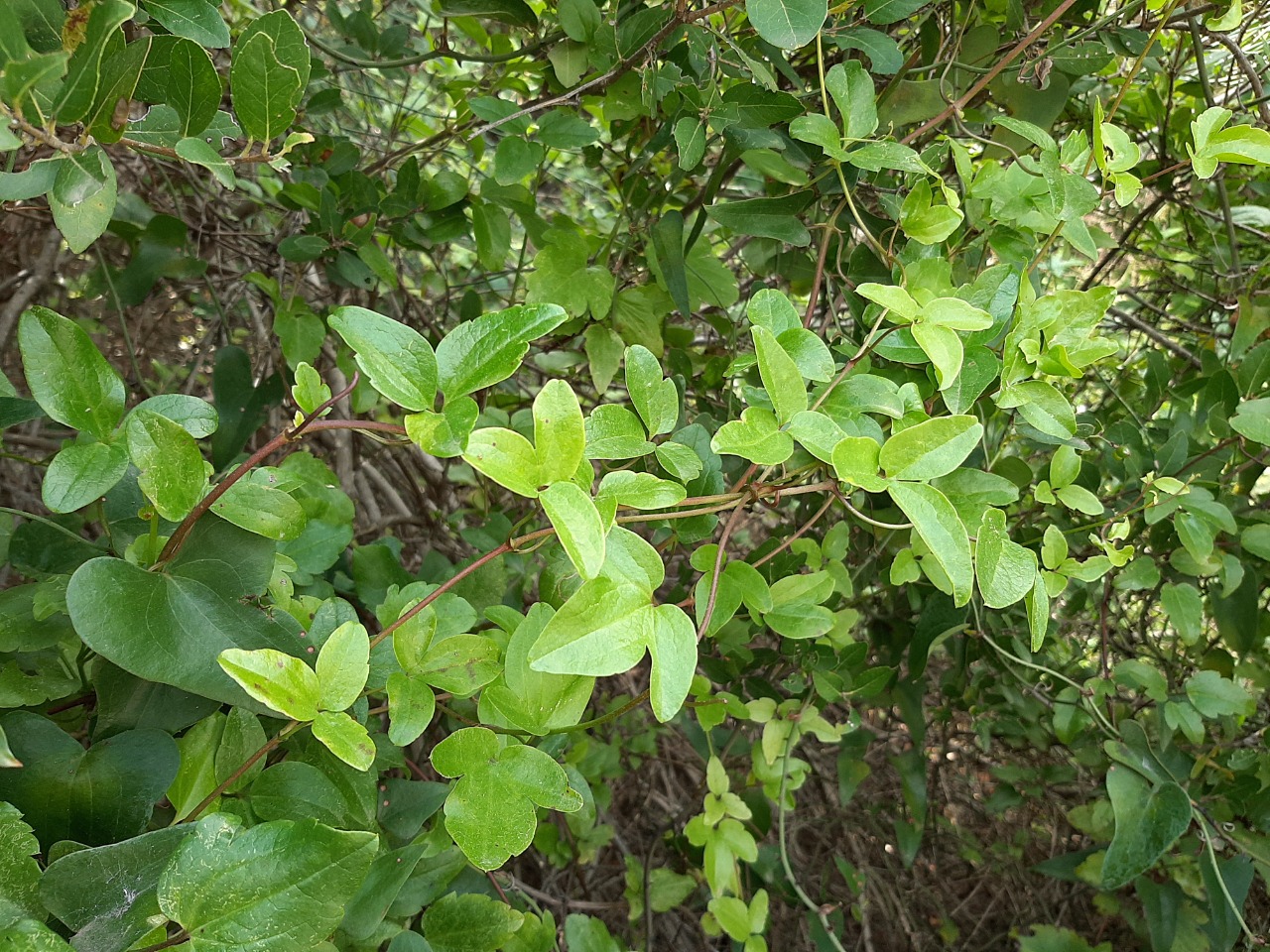 Clematis flammula