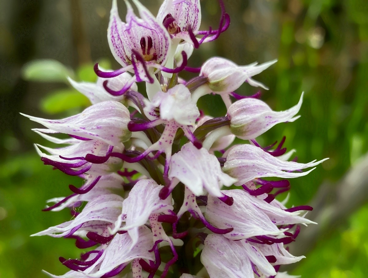 Orchis simia