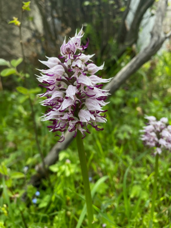 Orchis simia