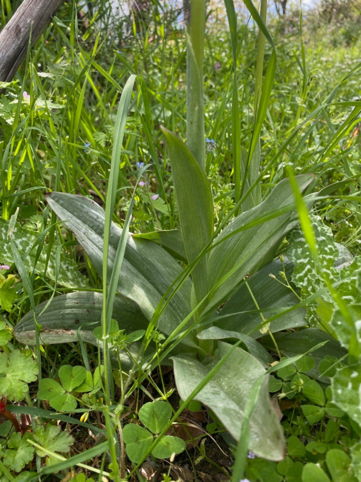 Orchis simia