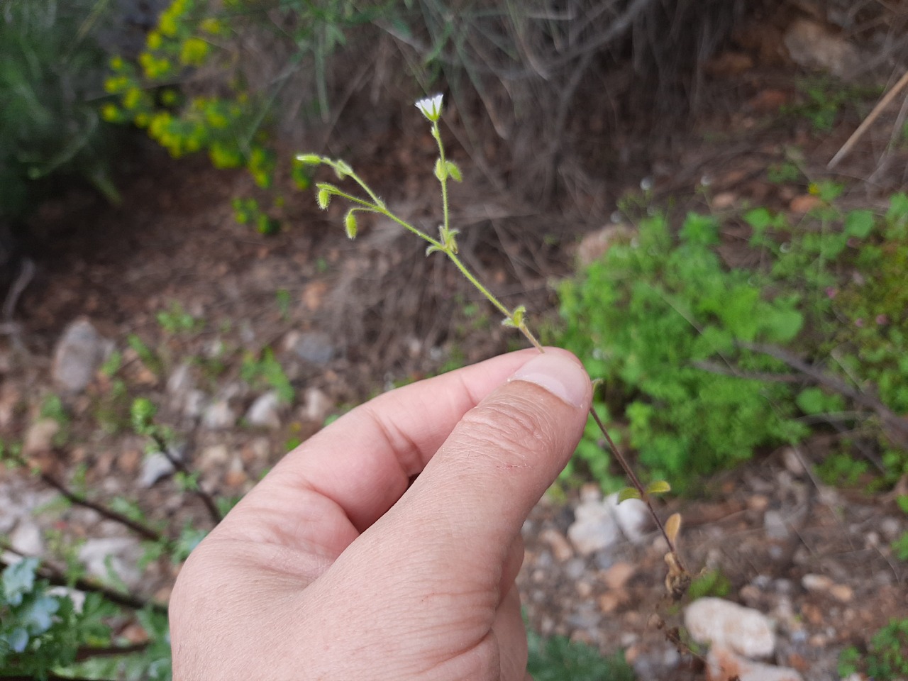 Cerastium brachypetalum