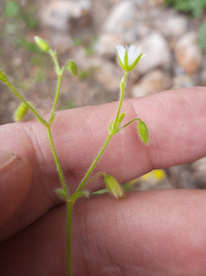 Cerastium brachypetalum