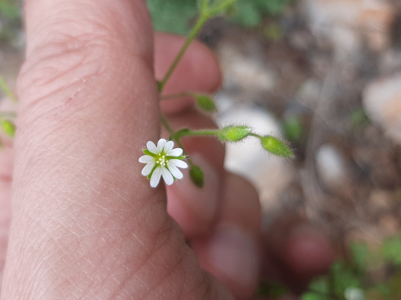 Cerastium brachypetalum