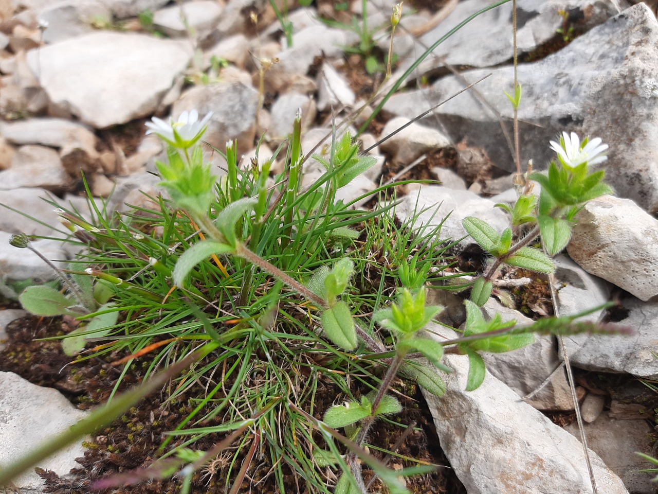 Cerastium brachypetalum