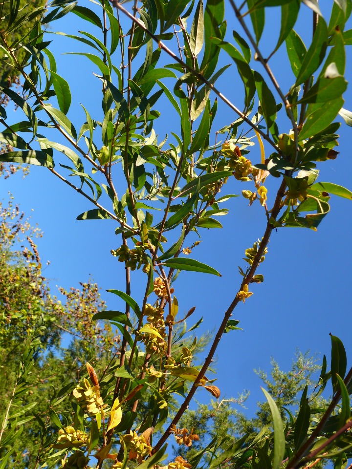 Fontanesia phillyreoides