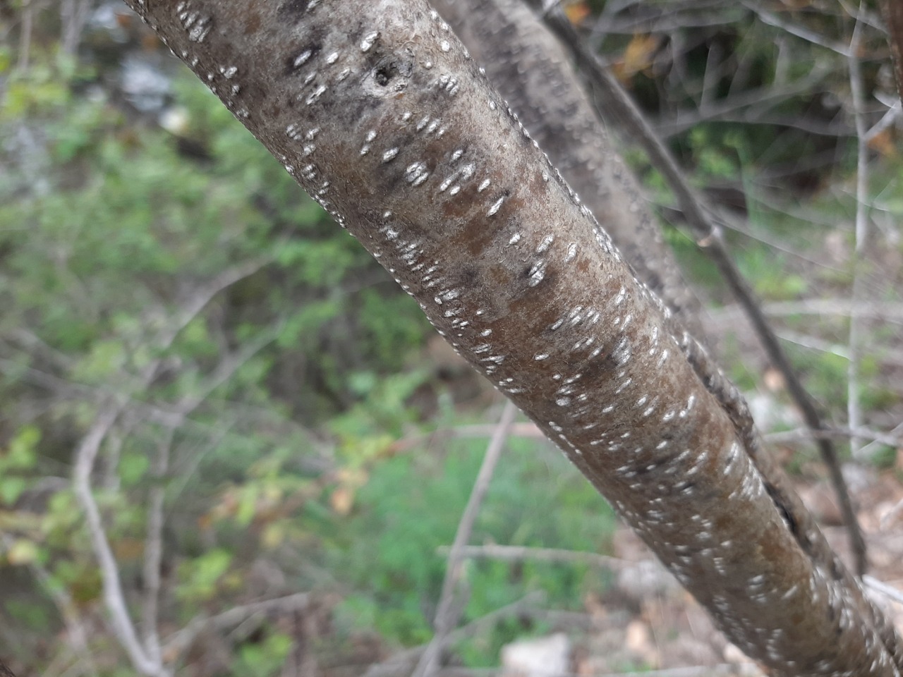 Fontanesia phillyreoides