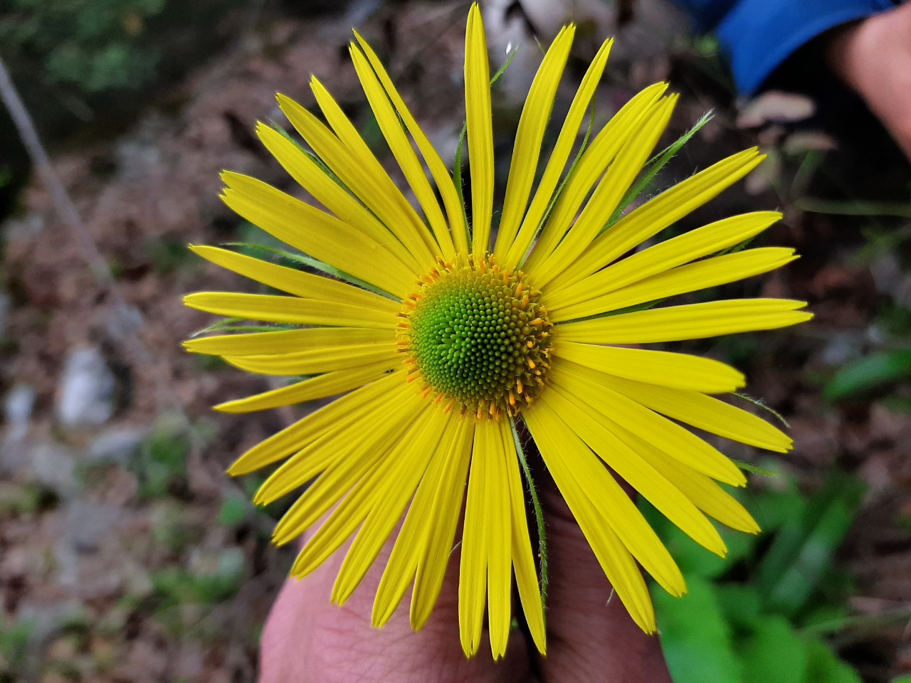 Doronicum orientale