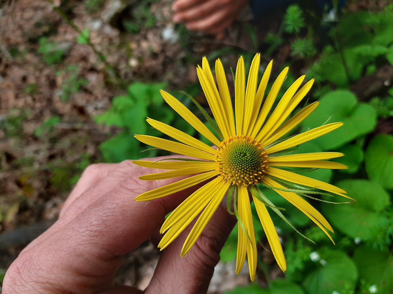 Doronicum orientale