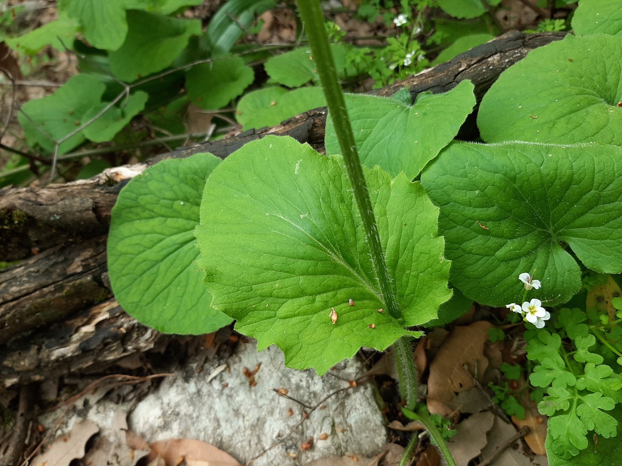 Doronicum orientale