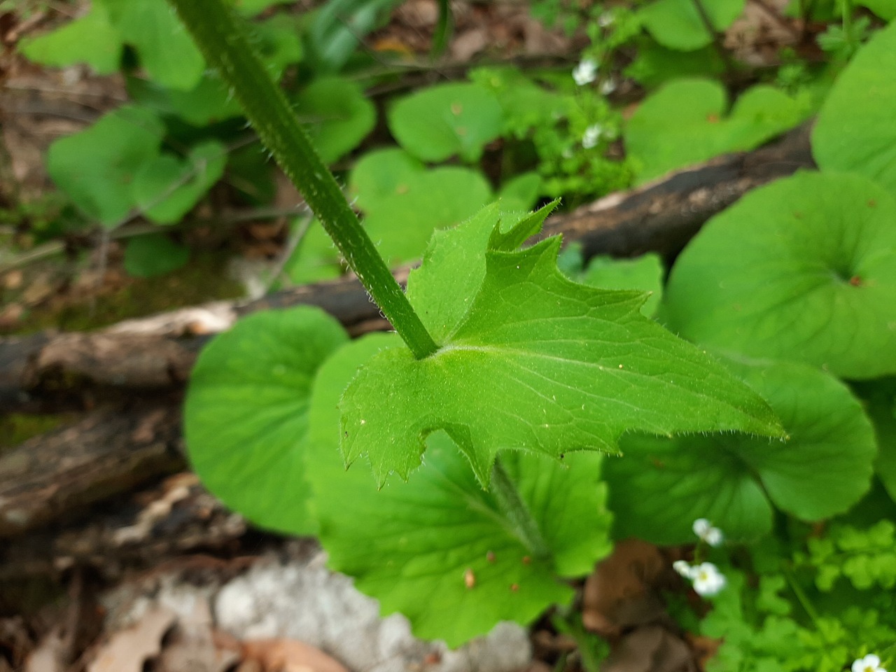 Doronicum orientale