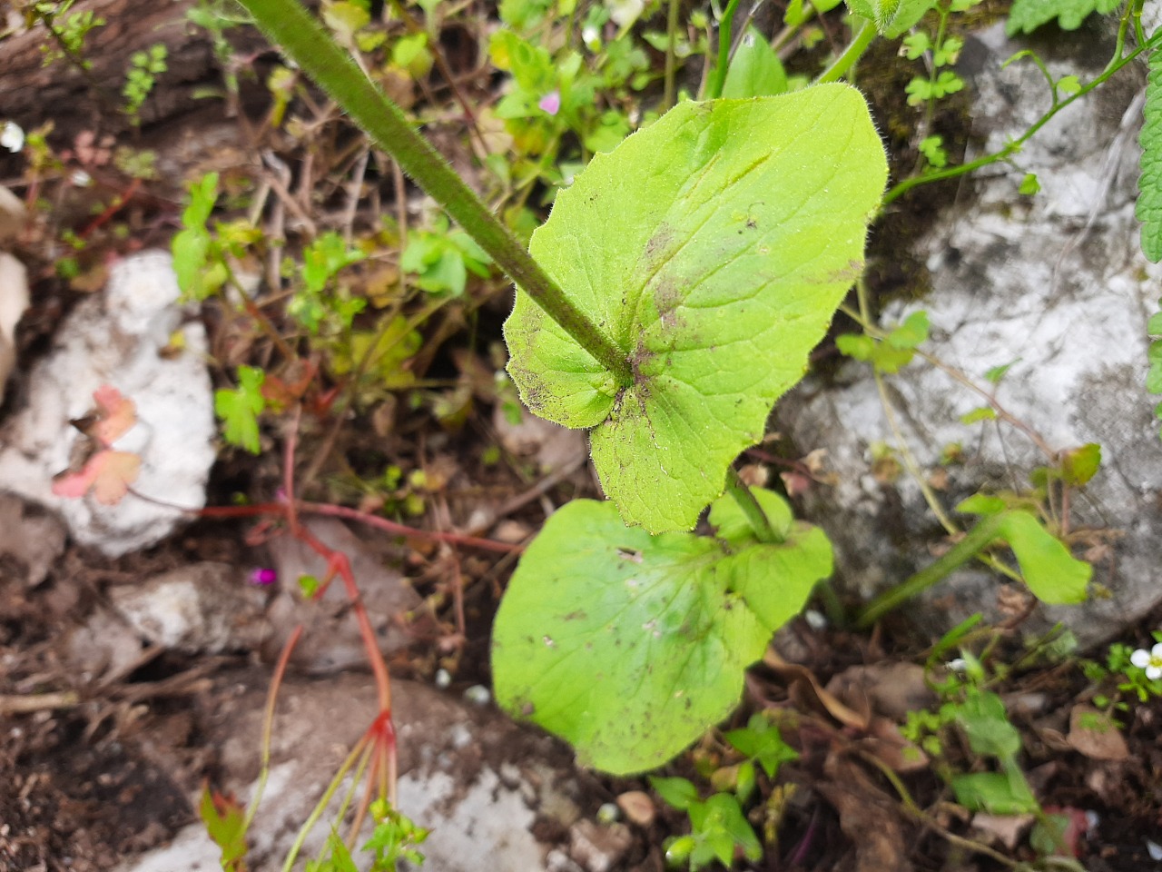 Doronicum orientale