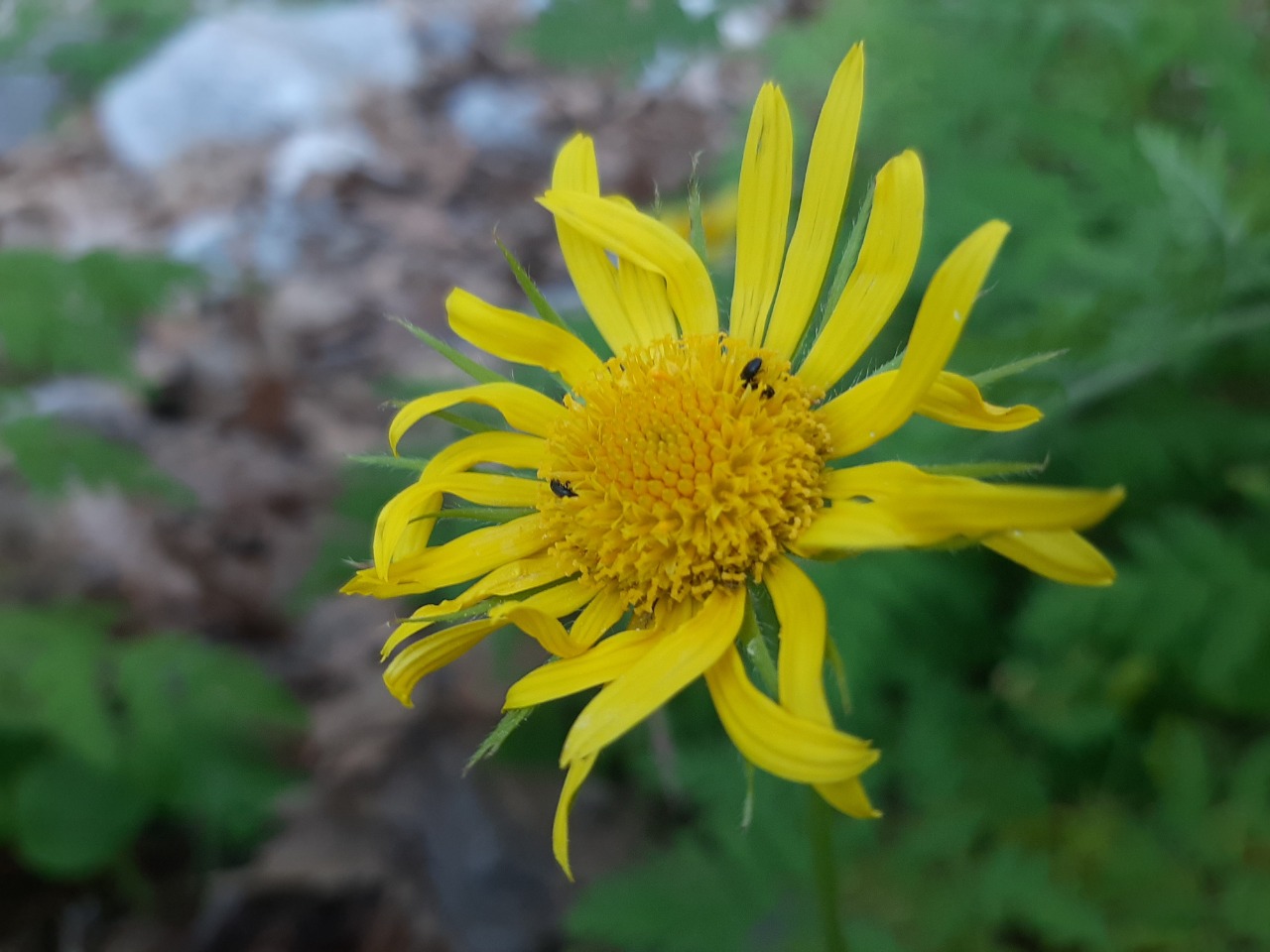 Doronicum orientale