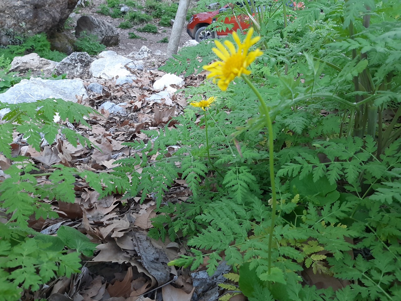 Doronicum orientale