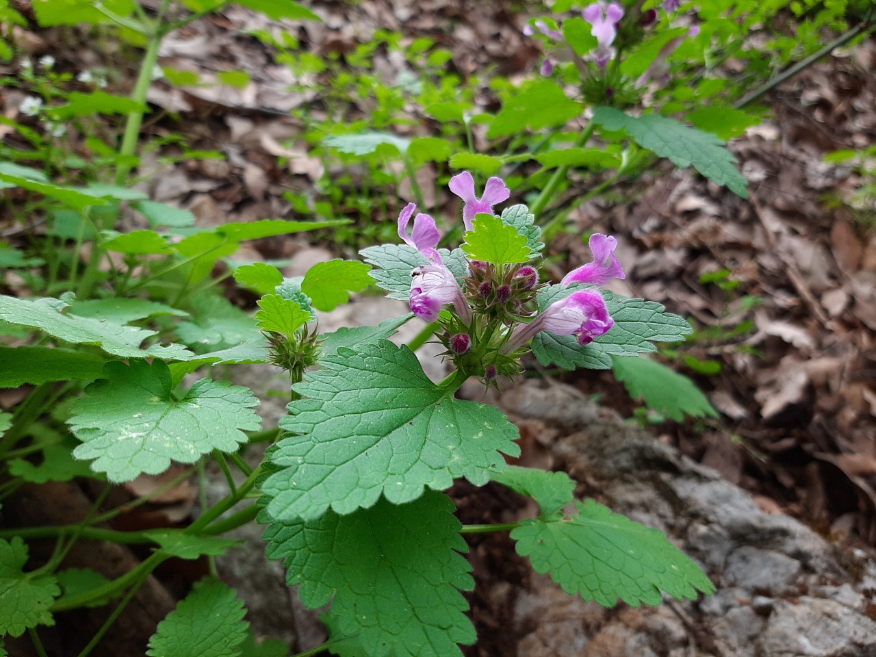 Lamium garganicum