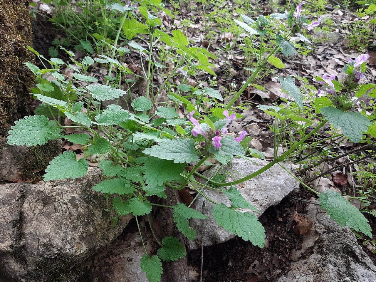 Lamium garganicum