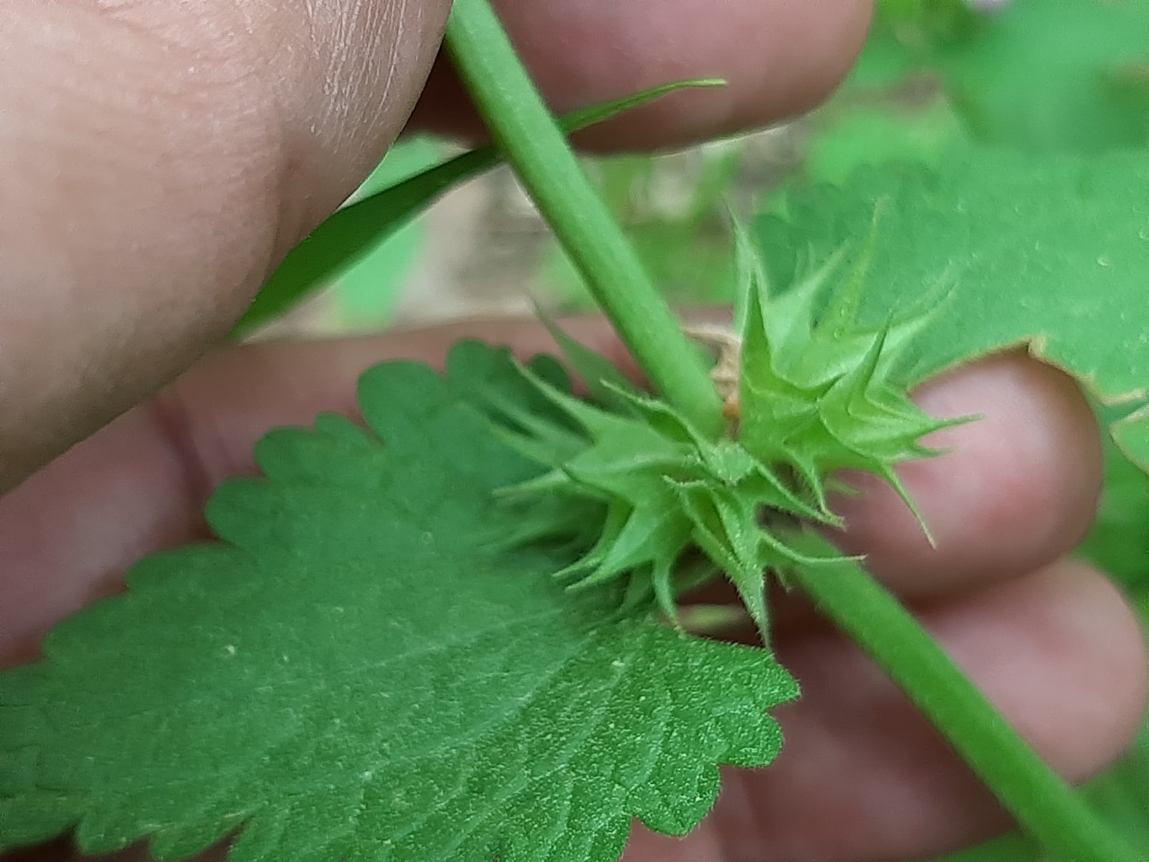 Lamium garganicum
