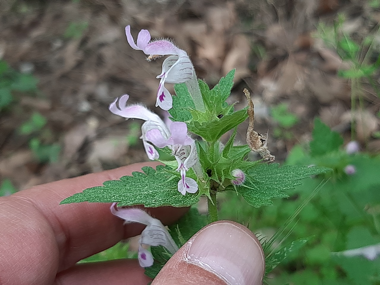 Lamium garganicum
