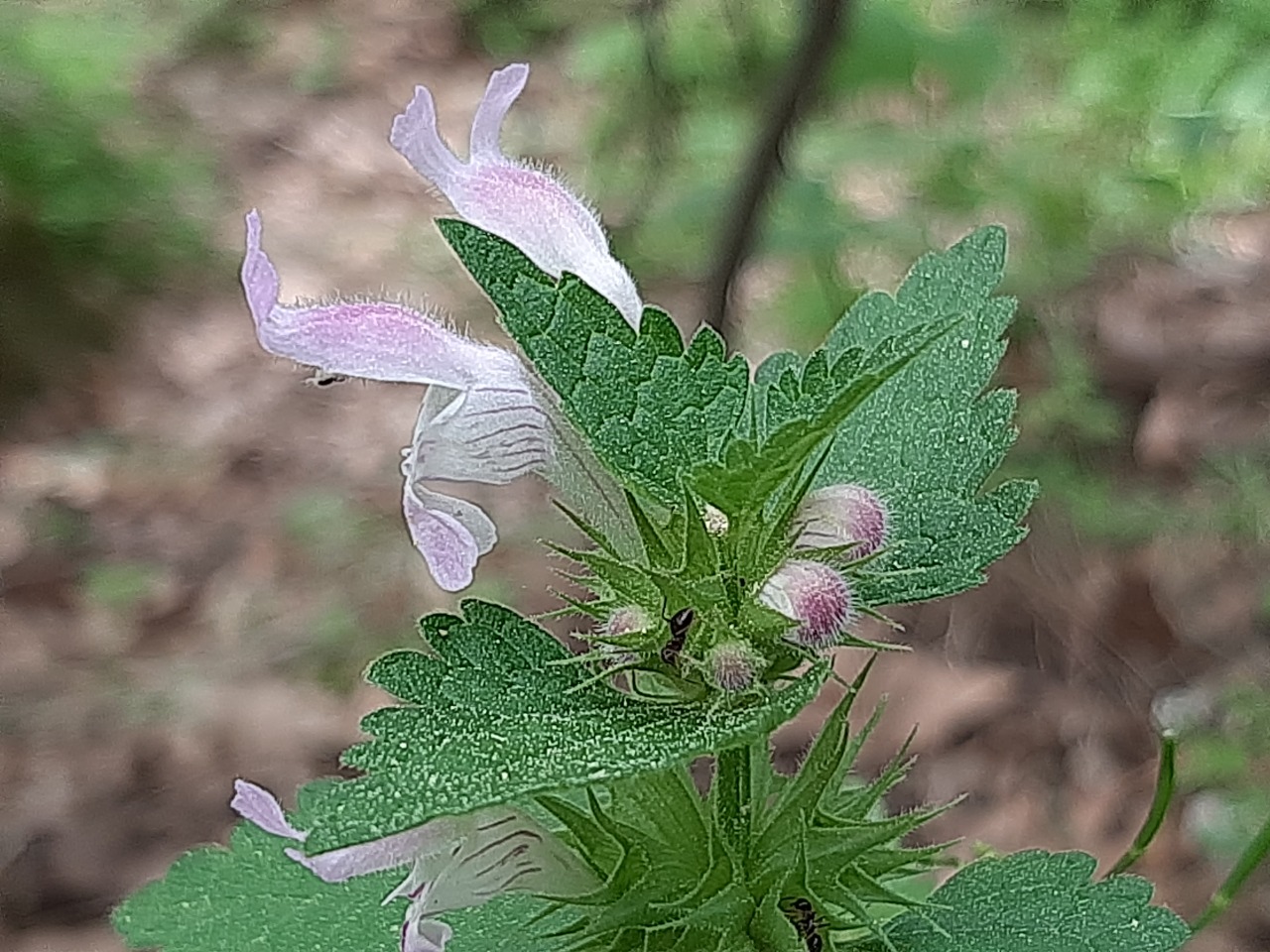 Lamium garganicum