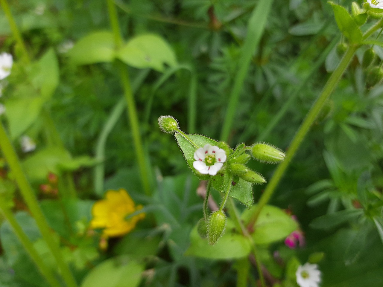 Stellaria cupaniana