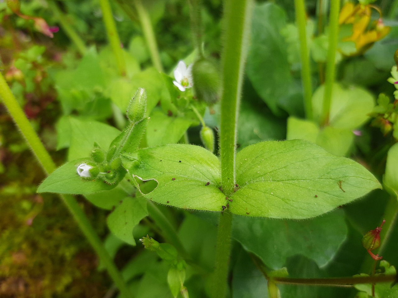 Stellaria cupaniana