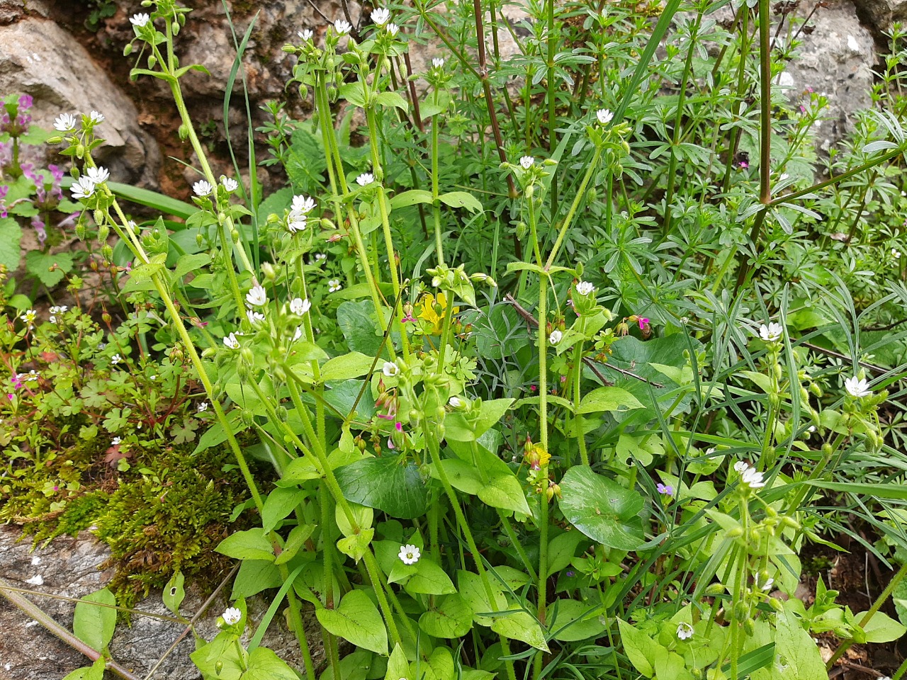 Stellaria cupaniana