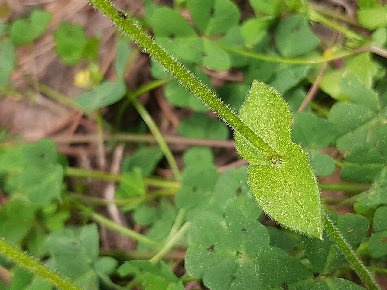 Stellaria cupaniana