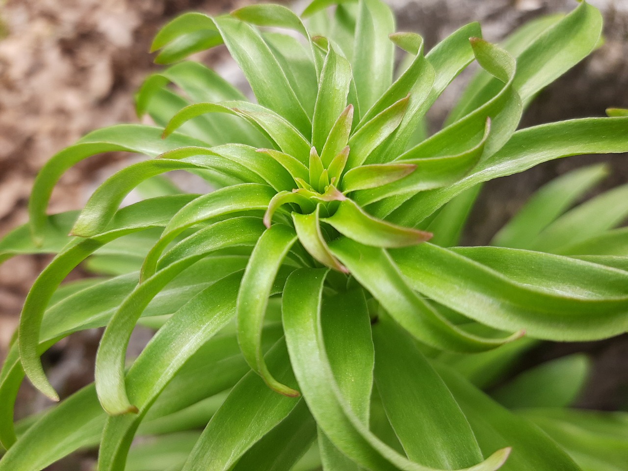 Lilium candidum