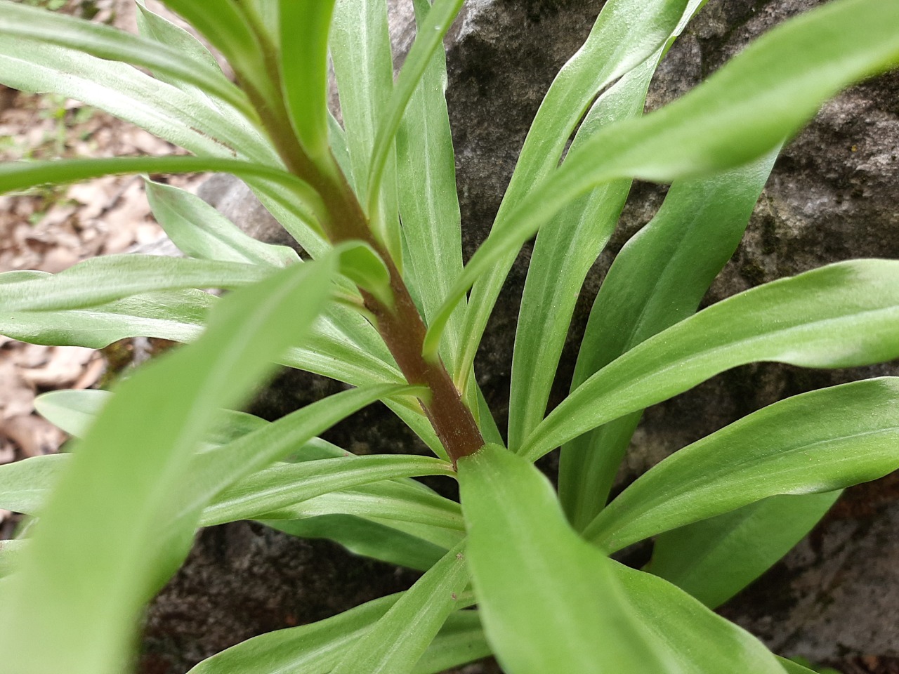 Lilium candidum