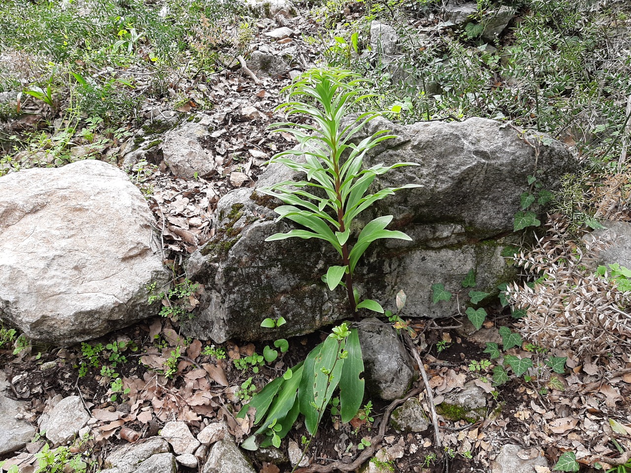 Lilium candidum