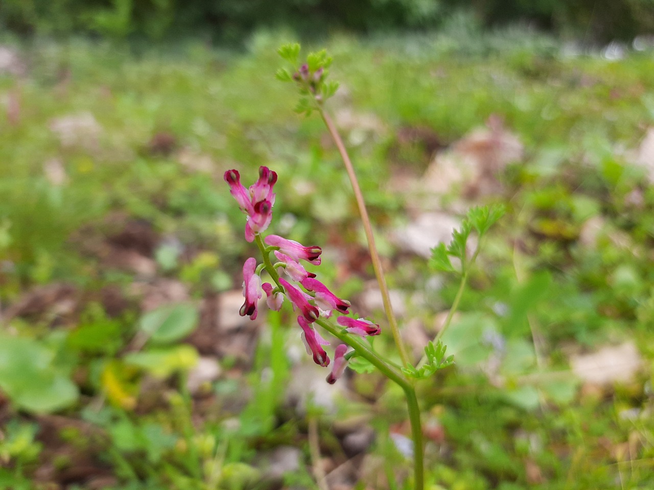 Fumaria kralikii