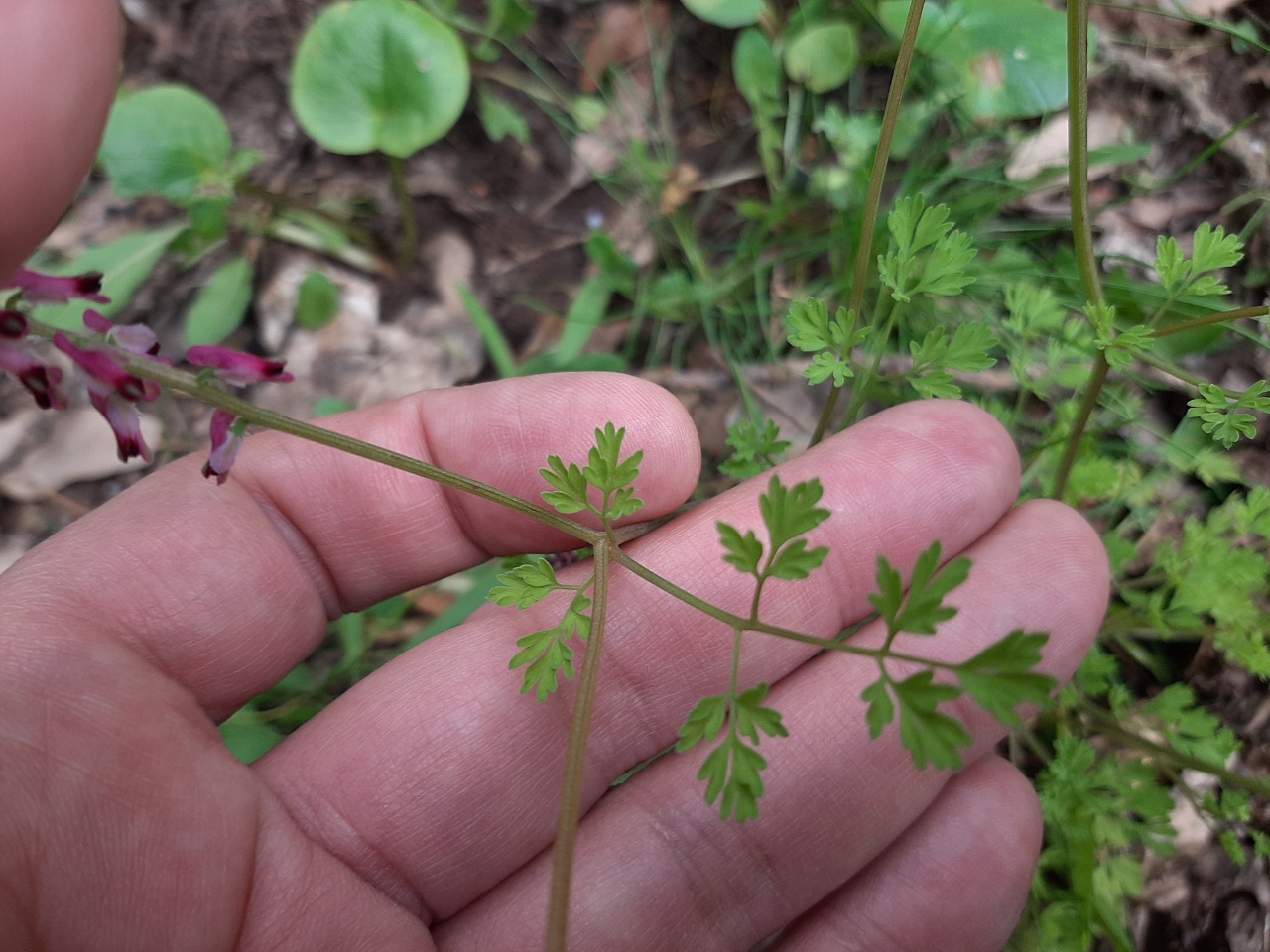 Fumaria kralikii