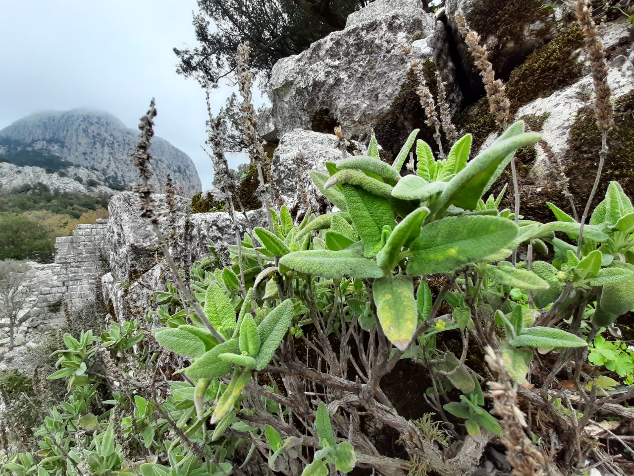 Salvia dorystaechas