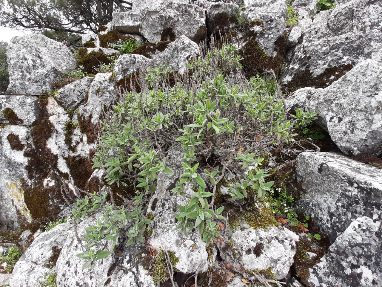 Salvia dorystaechas